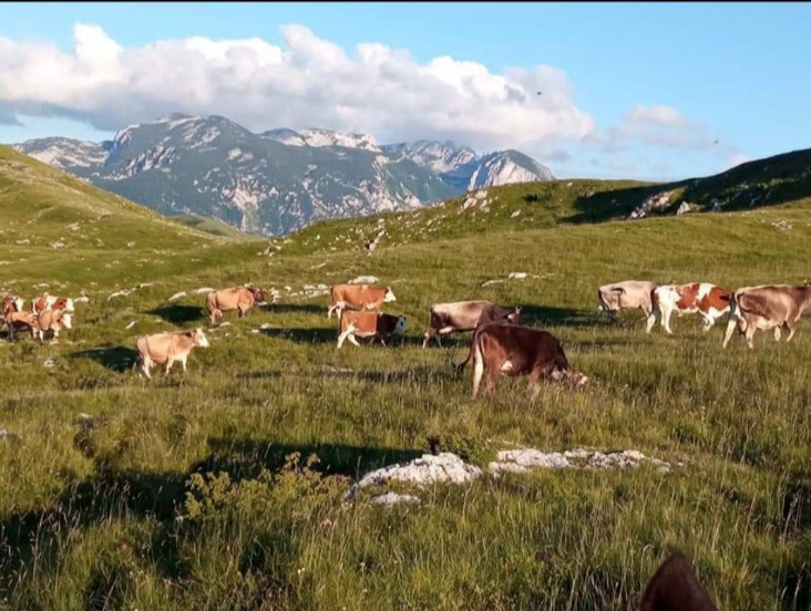 Lagana šetnja posle dobrog rucka – slika 17