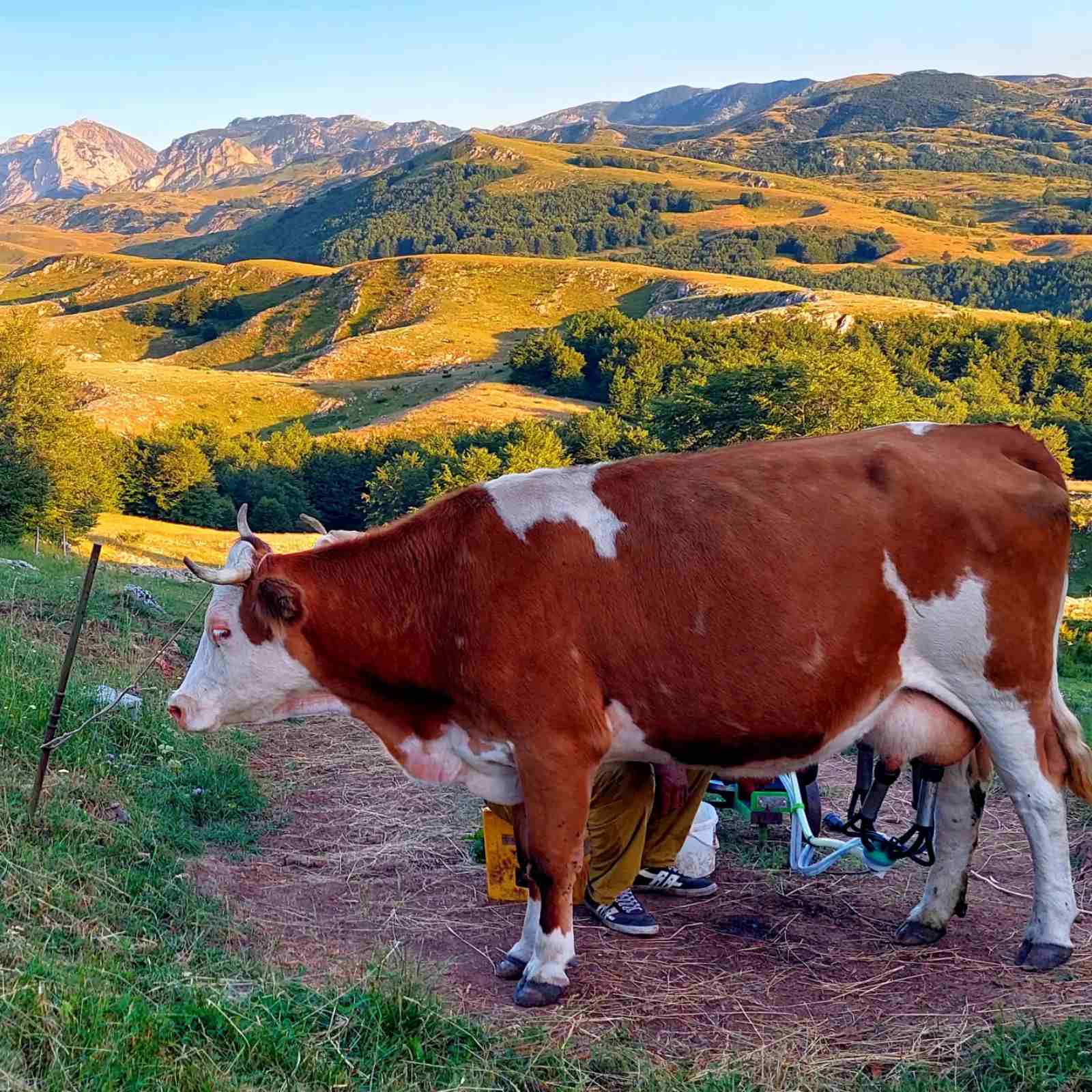 Lagana šetnja posle dobrog rucka – slika 20